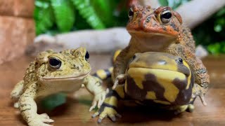 Toad & Salamander & Toad 🐸