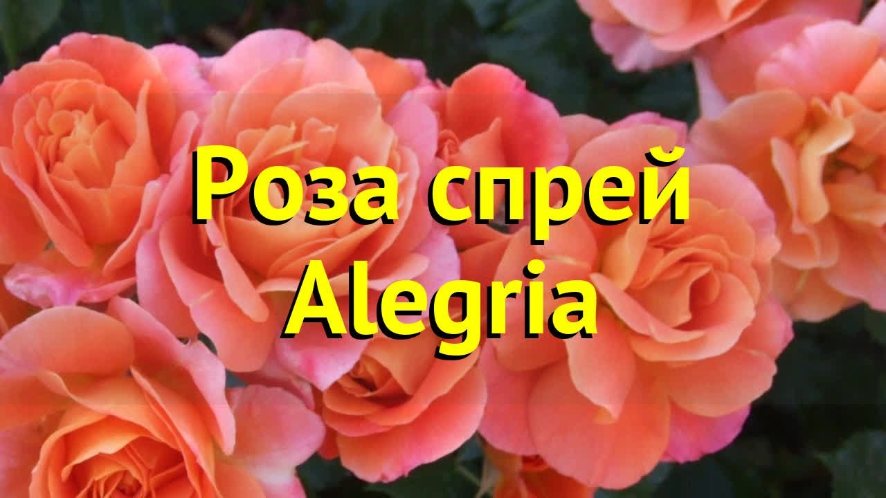 Длительное и обильное цветение розы Алегрия