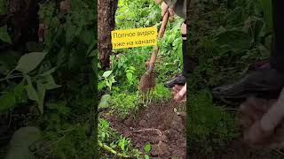 картошка из отростка