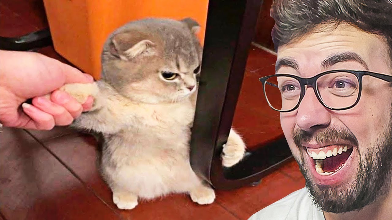 Si te RIES PIERDES nivel DIOS EXTREMO MEMES DIVERTIDOS 😂