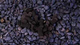 Coin Birth (3dsmax, TyFlow, V-Ray 6 )