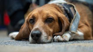 More than a good boy: How Murphy is changing what well-being looks like in Purdue Engineering
