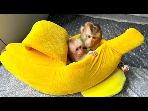Monkey Kaka hugs baby monkey Mit sleeping in a beautiful new bed