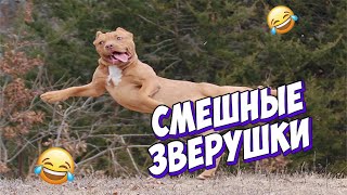 🤣ЛУЧШИЕ ПРИКОЛЫ С ЖИВОТНЫМИ | НОВЫЕ ПРИКОЛЫ С КОТАМИ, СОБАКАМИ | СМЕШНЫЕ ЖИВОТНЫЕ #🤣🤣🤣