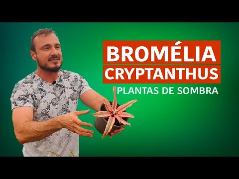 Vídeo: Cryptanthus Earth Star: Como cultivar uma bromélia estelar da Terra