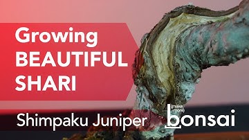 Make a Juniper Bonsai More Intriguing... Grow Beautiful Shari Textures