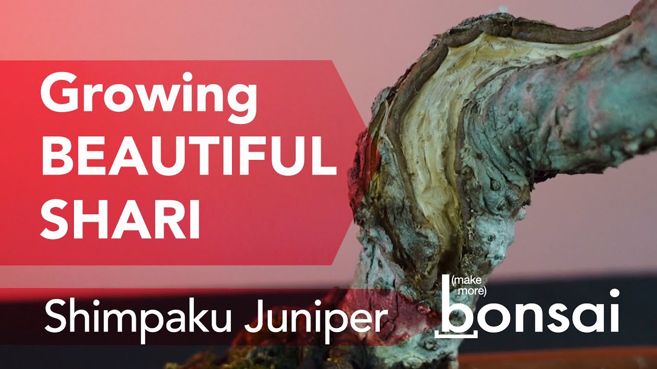 Сделайте можжевельник бонсай более интересным... Вырастите красивые текстуры Шари