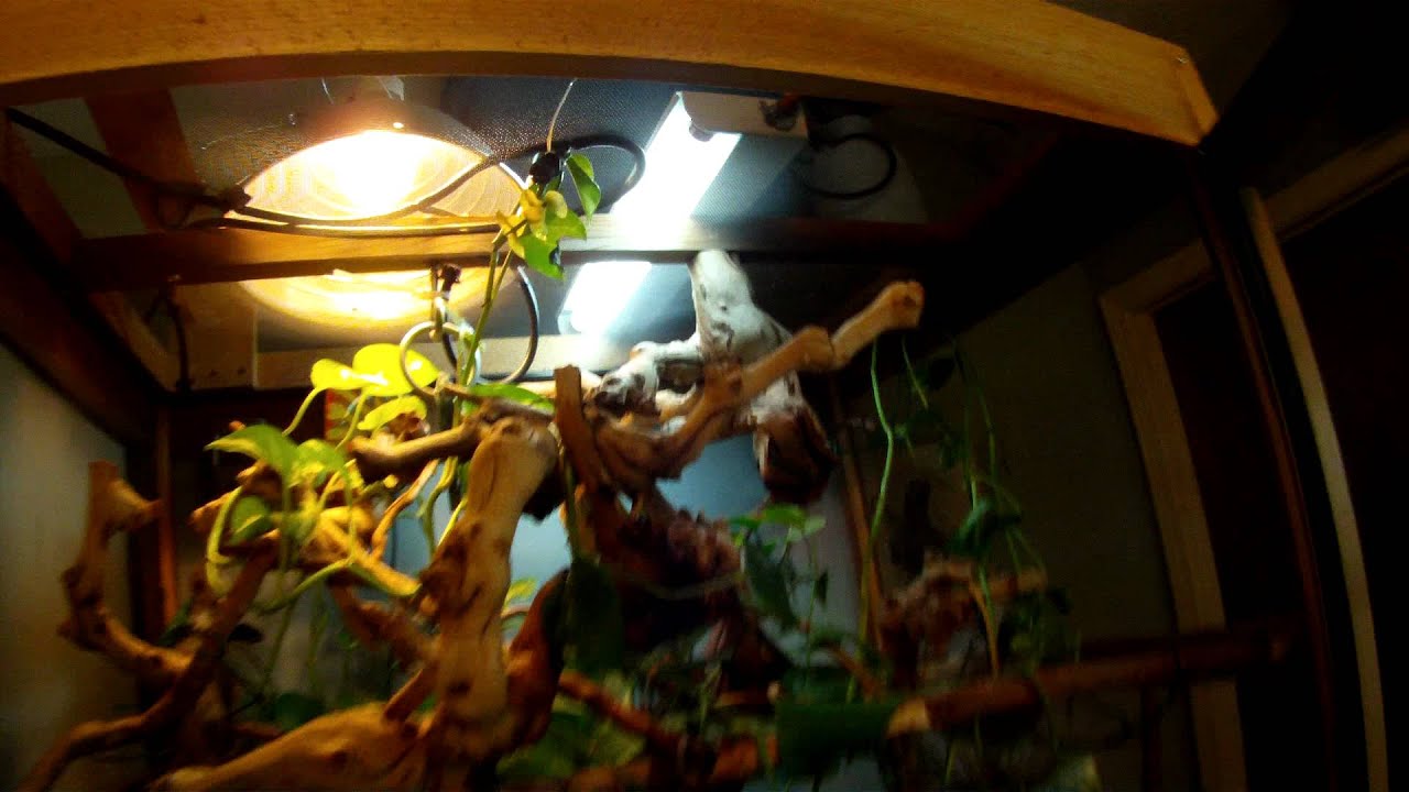 Chameleon_drip_system.MP4 YouTube