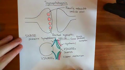 Synaptotagmin and Syntaxin Part 1