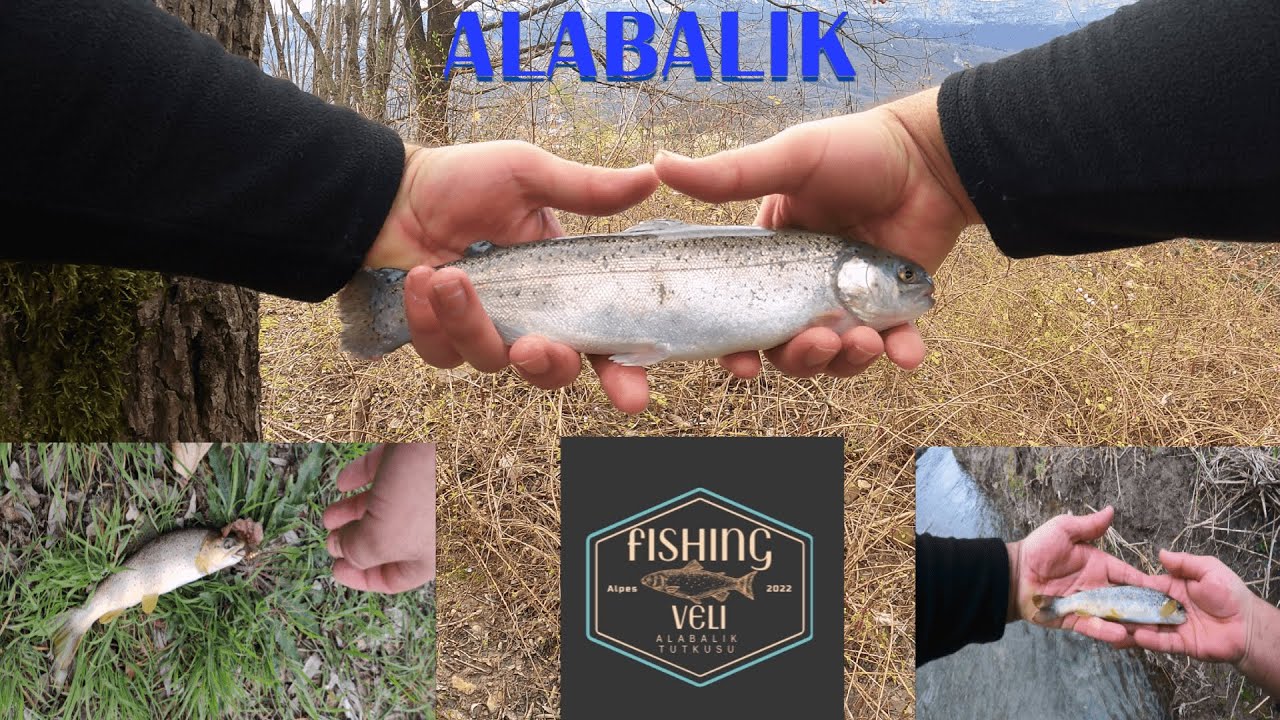 ALABALIK / Sezon acilisi 2024 peche truite #kurbaga #trout #fishing #hautealpes