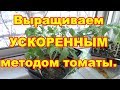 Рассаду томатов выращиваем ускоренным методом