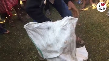 JUST IN : Huge Python rescued by the forest department from Hathimore Tea Garden area near Fatapukur