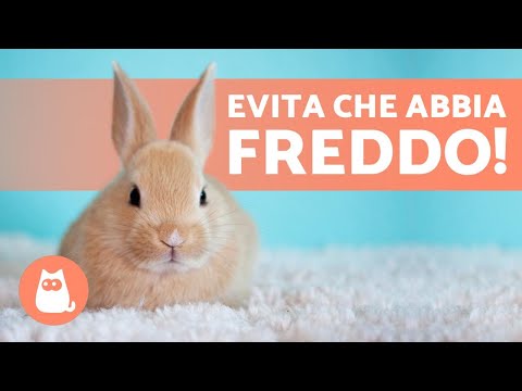 Video: Cura del freddo per conigli all'aperto