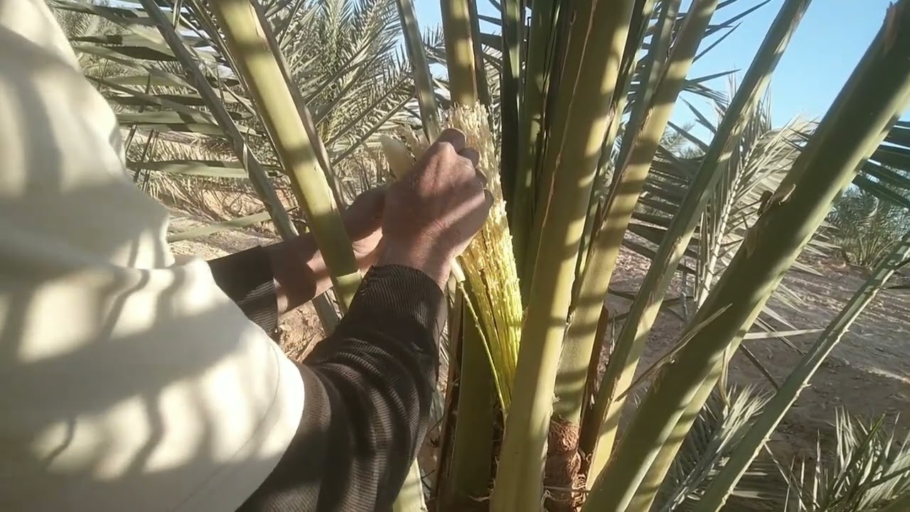 تلقيح النخيل داخل المزرعة (صنف البرحي)  |  تفاصيل صغيرة ولكن أهمية كبيرة 