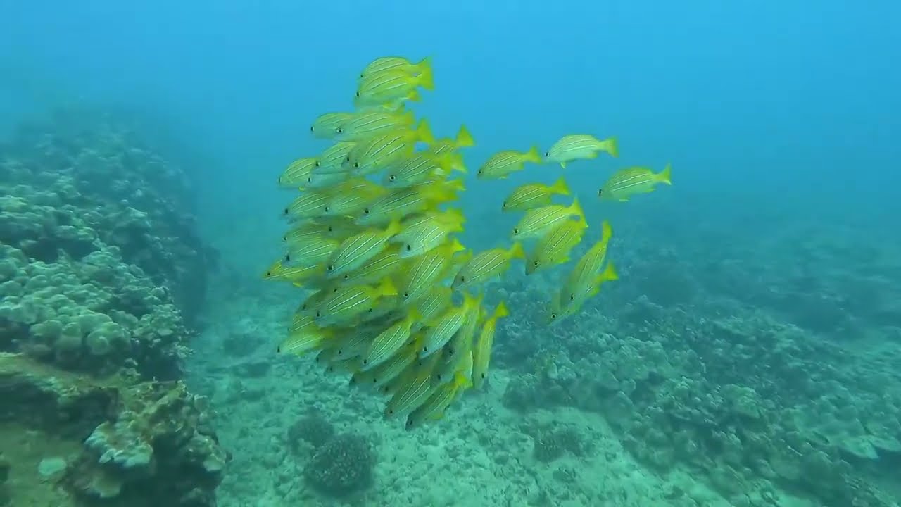 Hawaii Scuba Diving out of Honolulu with Eco Divers