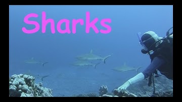 Catamaran Boat Life Linn 12 swimming with SHARKS  (Sailing Queen) Ep 23