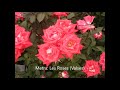 Capture de la vidéo Olivier Metra: Les Roses