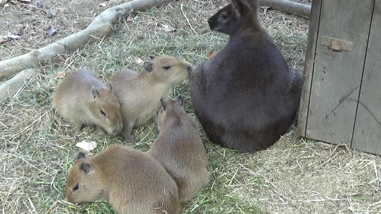 カピバラの赤ちゃんたちが可愛い❤ Cute capybara babies #621 【Cute