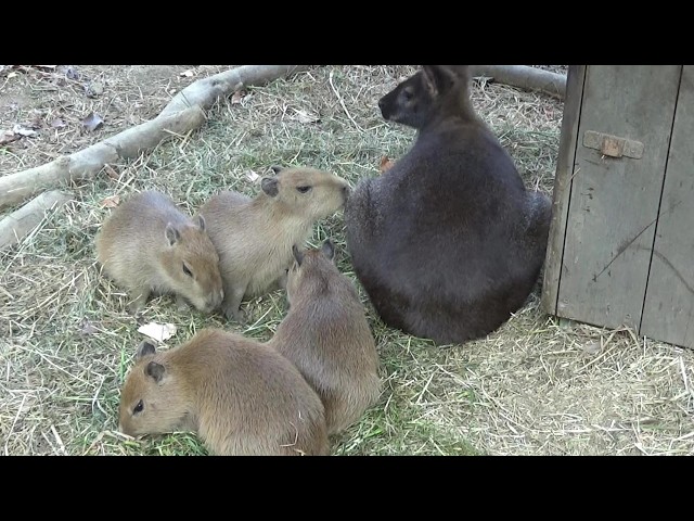 カピバラの赤ちゃんたちが可愛い❤ Cute capybara babies #621 【Cute
