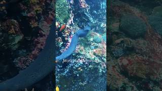 Moray Eel Swimming Outside