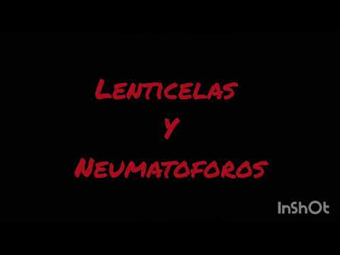 Vídeo: Diferencia Entre Estomas Y Lenticelas