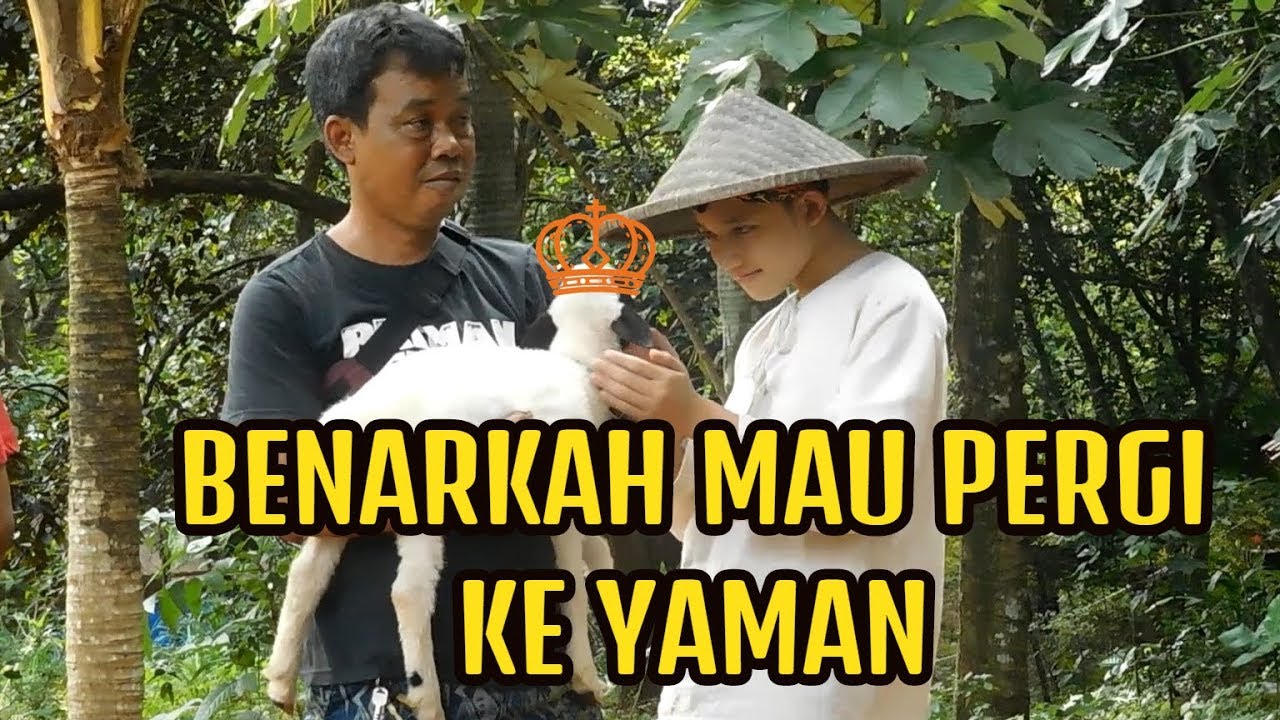 KALO ALWI PERGI TERUS JAGUR SAMA SIAPA ??