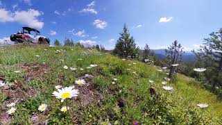 Miller Peak Wildflowers  near Missoula, Montana MT.