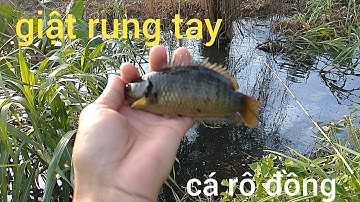 Đi câu cá rô đồng, về làm món cá chiên giòn, #cauca #cauca#caucatv186