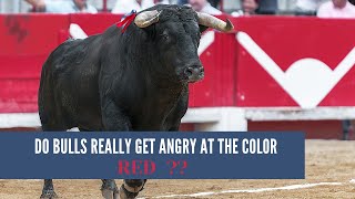 Do Bulls Really get angry at the RED colour??