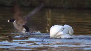 Swan chasing Canada goose on Heath Lake by FurLinedUK 144 views 4 years ago 36 seconds