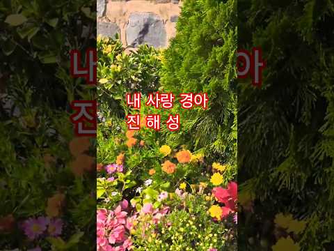 진해성 내사랑경아 현역가왕 한일톱텐쇼 계먕아라온 국화꽃축제