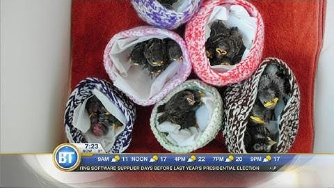 Nestling and Fledgling Birds: How to know when they might need help