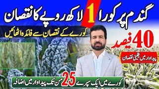 Fertilizer plan for wheat in frost | Frost can destroy your wheat overnight 40% yield loss
