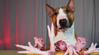 Mini bull terrier has chicken paws and heads. ASMR mukbang eating. The dog eats natural food. by Minibull Team 784 views 2 months ago 2 minutes, 12 seconds