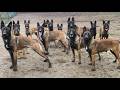 Don T Get A Malinois Until You Watch This Video 
