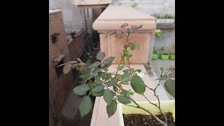 rose plant 2 // garden  vlogs #gardenvlogs
