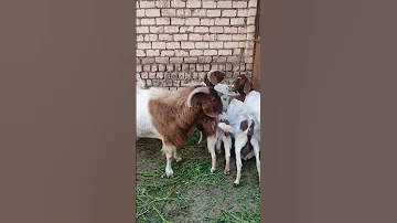 ماعز فرنساوي والمميزات للماعز الفرنساوي 