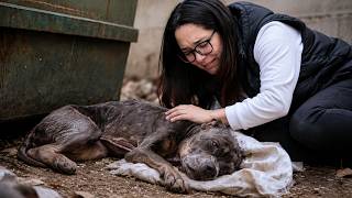 He Was Found Freezing Beside a Dumpster… What Happened Next Was a Miracle Beyond Words!