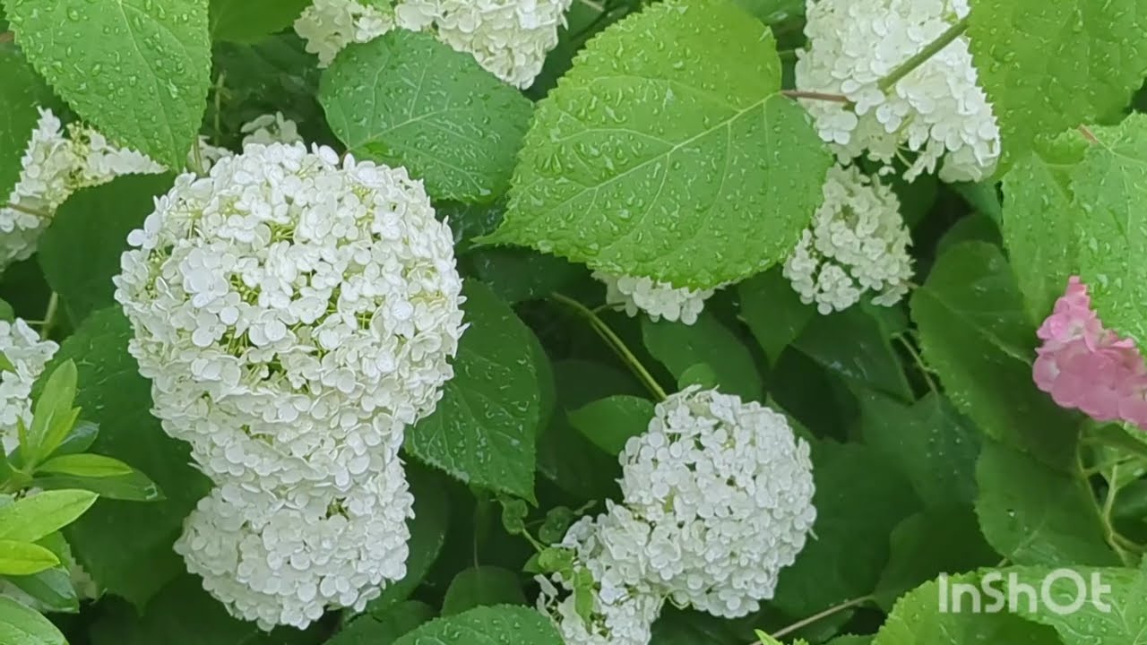 日本への遺書 |本 | 通販 | Amazon
