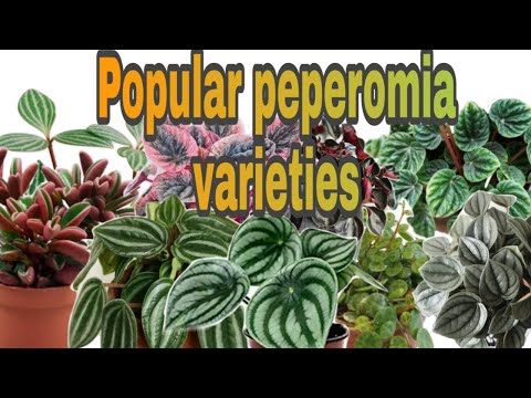 Video: Peperomia Caprata (37 Foto's): Beschrijving Van De Variëteiten 