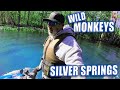 Riding my Yamaha Ex WaveRunner up to Silver Springs in search for Florida Wild Monkeys!