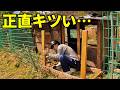 急ピッチで進める鶏小屋改築、その代償は…　370話目