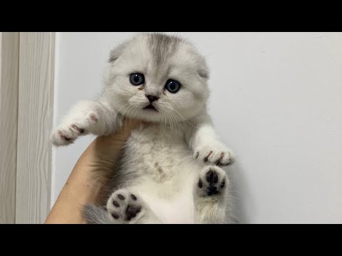 Xoch ustida porno Arman sochli mushuk