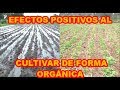 AGRICULTURA ORGÁNICA VS INDUSTRIAL, EFECTOS 100% VISIBLES