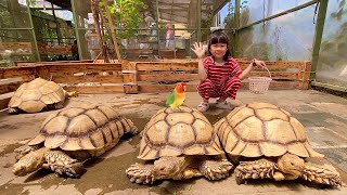 Kasih Makan Kura Kura Raksasa dan Burung Kecil Warna Warni di Mini Zoo by harper apple 2,759 views 3 weeks ago 10 minutes, 15 seconds