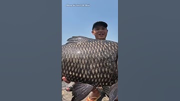 Cần lure câu chép khổng lồ #lkhoà #caucachep #câucáchép