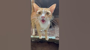 Tiếng mèo kêu đuổi chuột hay