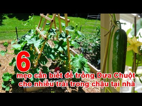 Video: Sáu Mẹo để Trồng Dưa Chuột