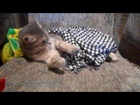 Guide #2 - Как уложить спать кота - YouTube