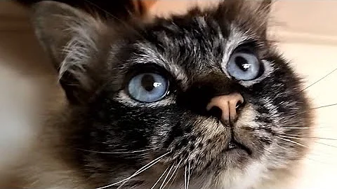 Video 7461851: tabby cat, tabby point, birman cat